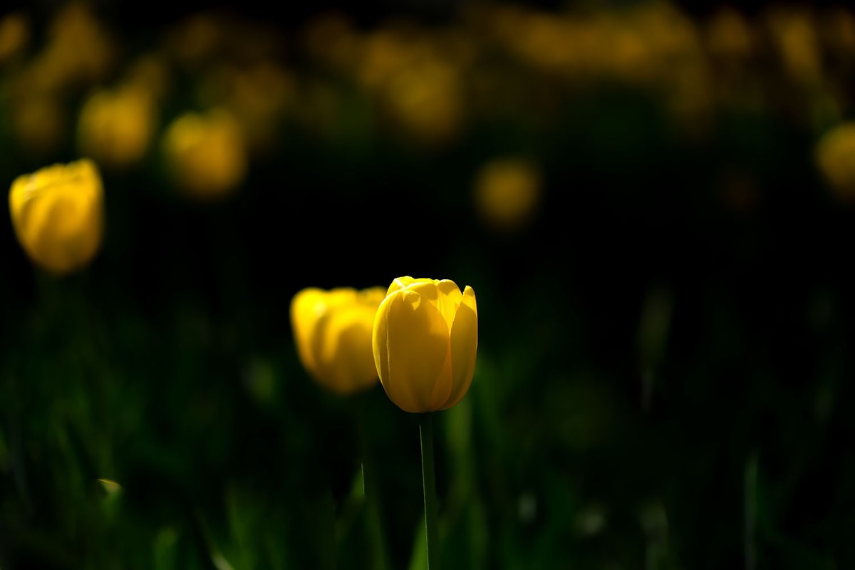 中山公园的郁金香（2）