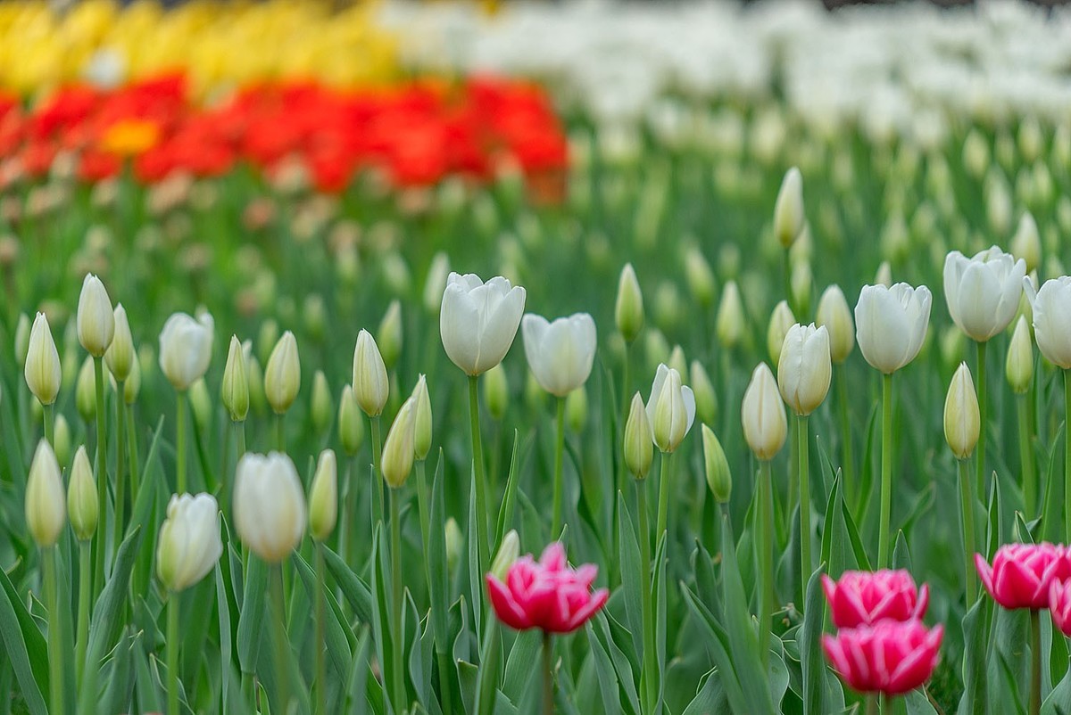 中山公园的郁金香（2）