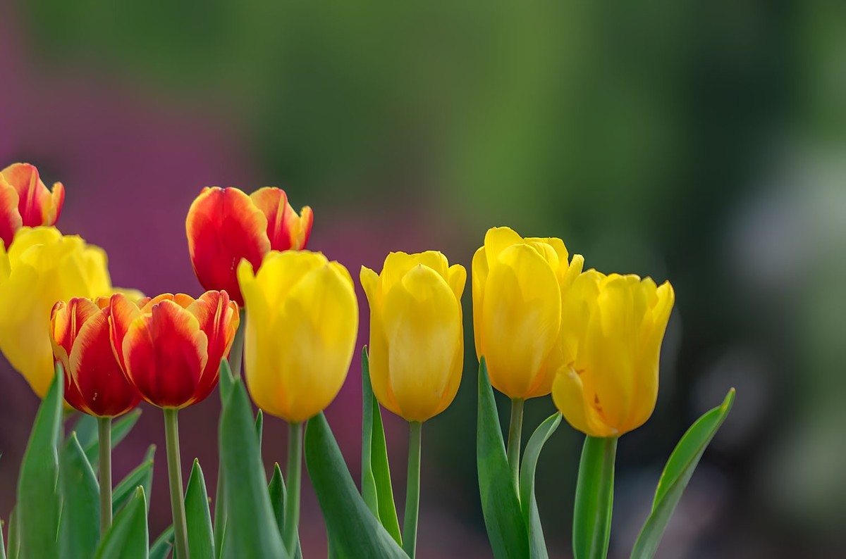 中山公园的郁金香（2）