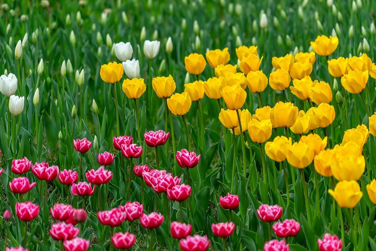 中山公园的郁金香（2）