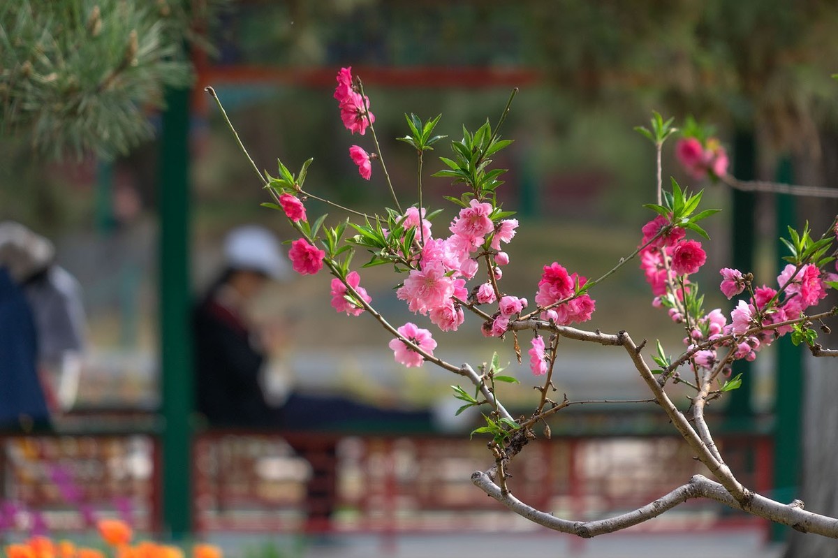 中山公园的郁金香（2）