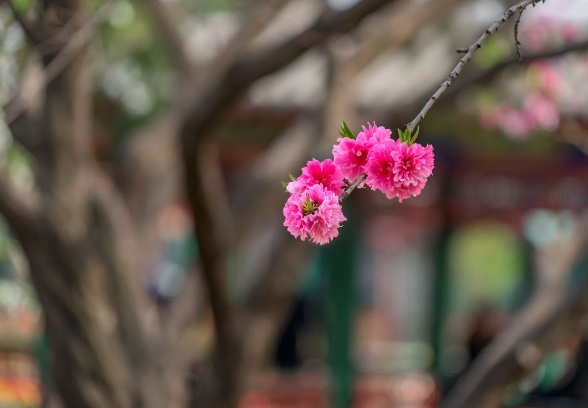 中山公园的郁金香（2）