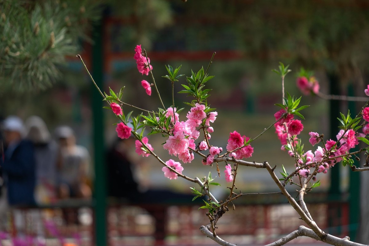 中山公园的郁金香（2）