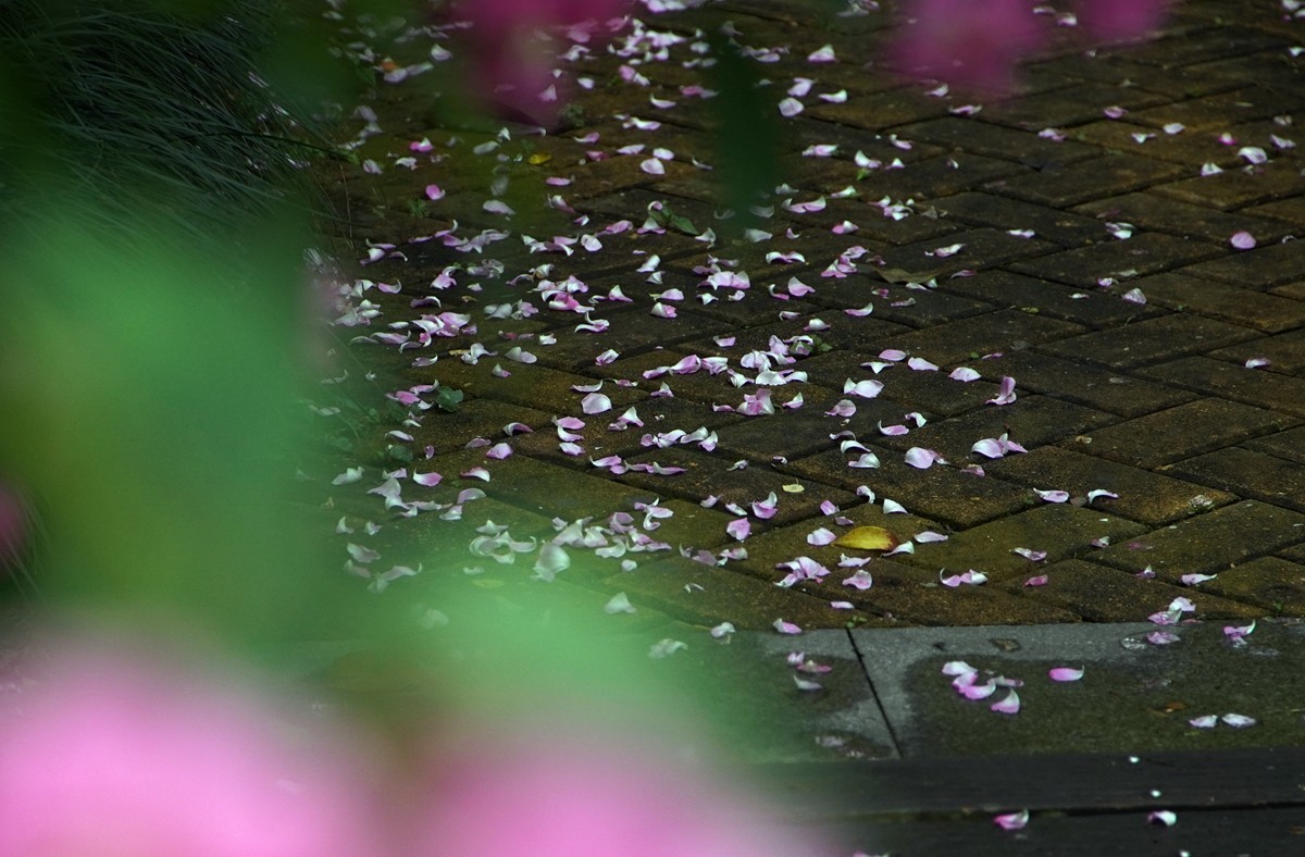 春日随拍之十四