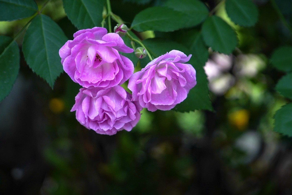 春日随拍之十四