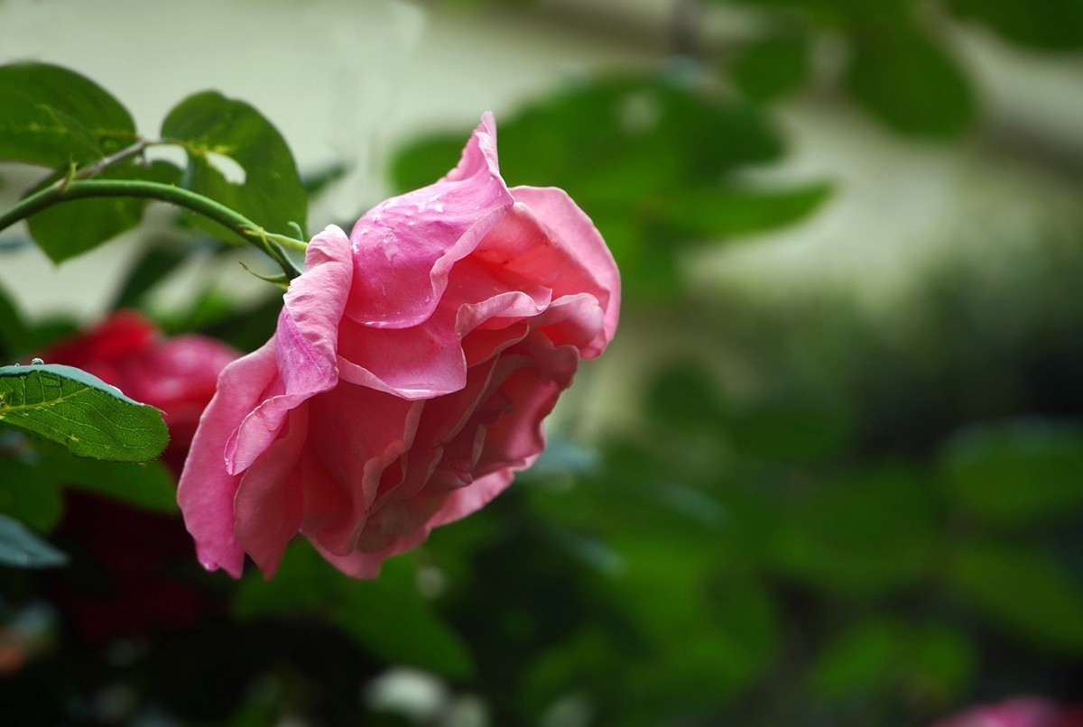 春日随拍之十四