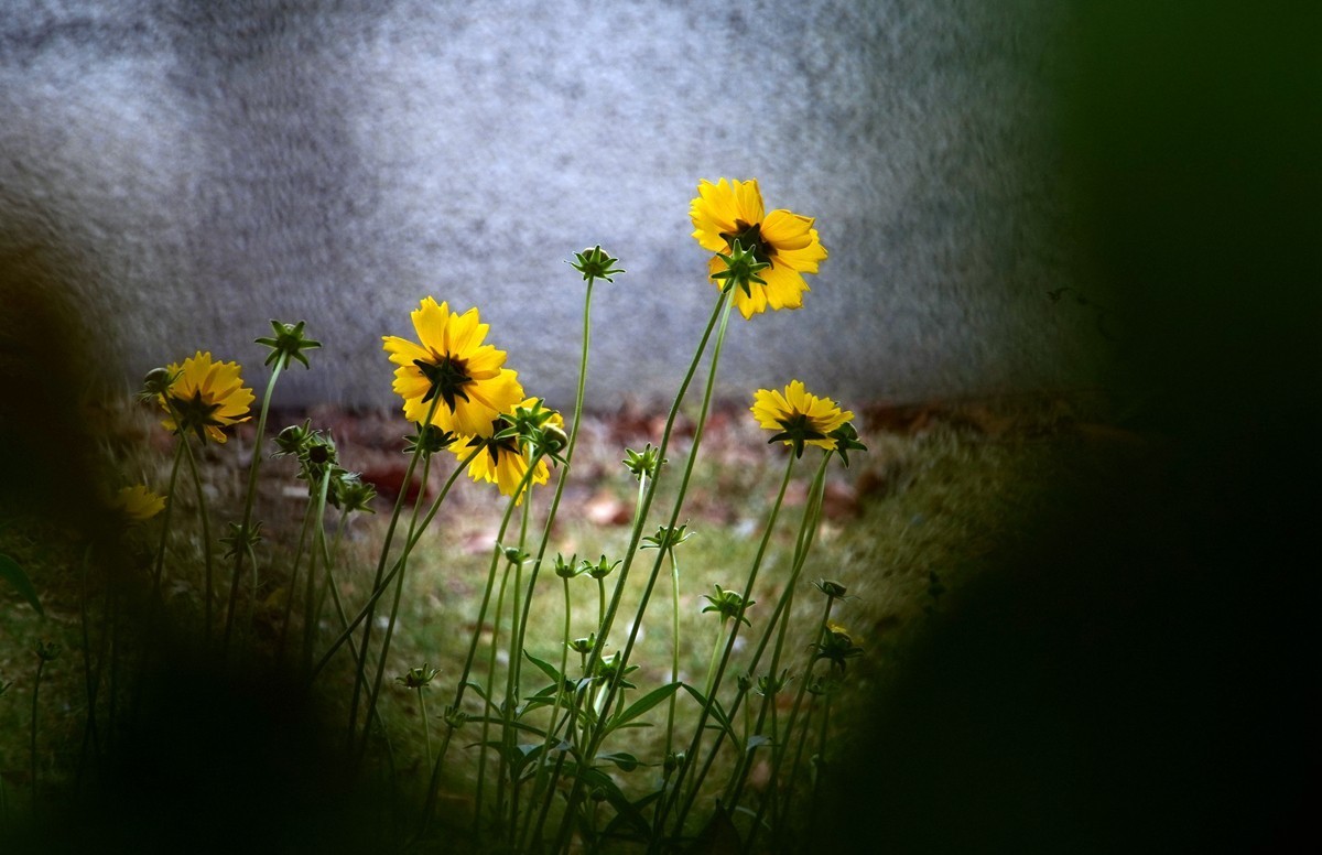 春日随拍之十四