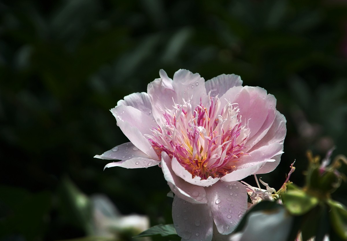 春日随拍之十四