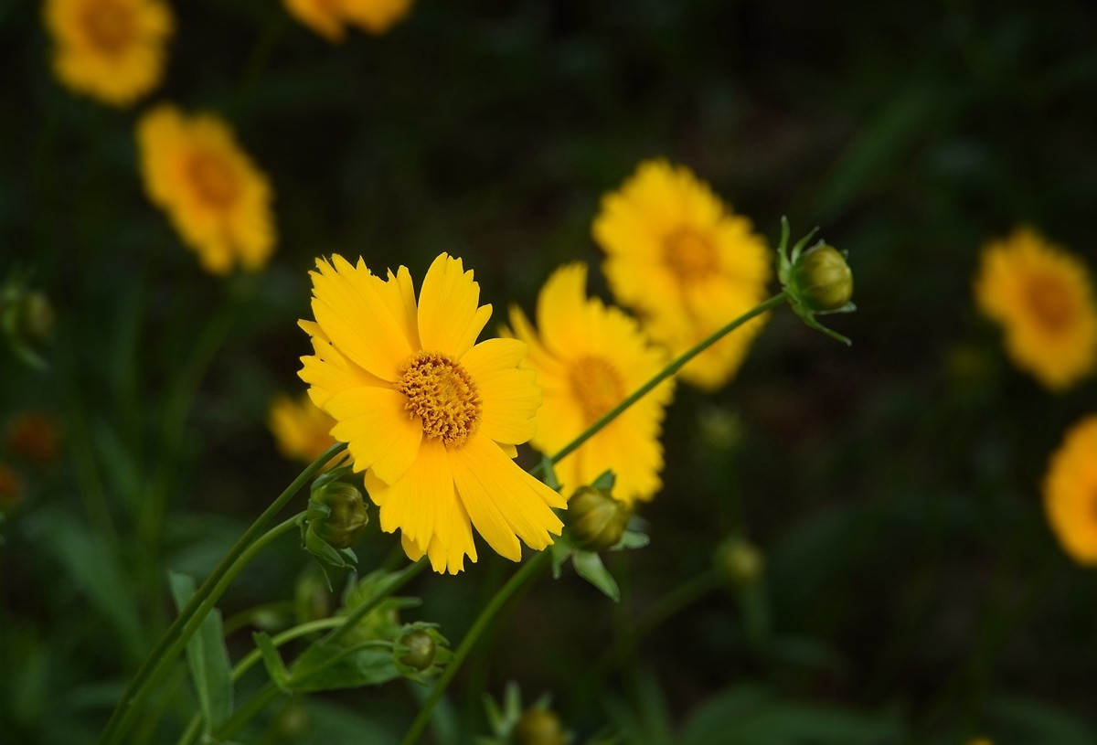 春日随拍之十四