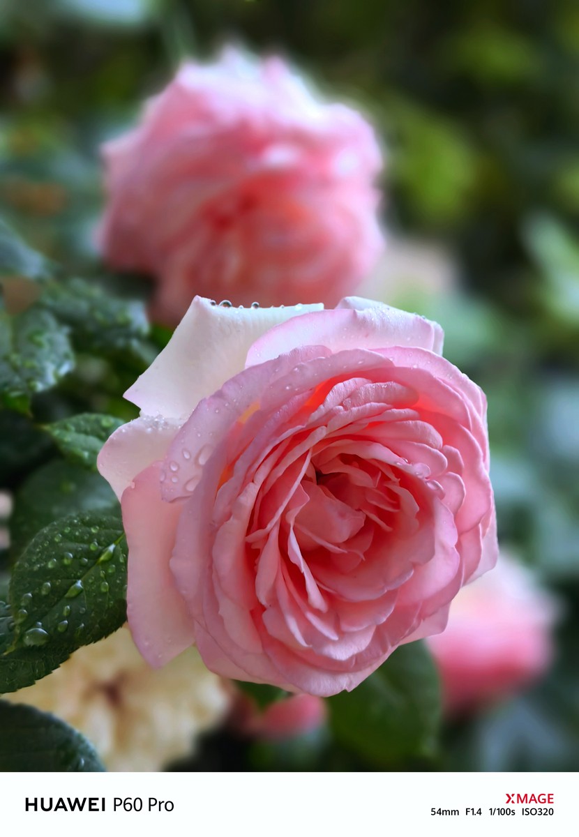 春日随拍之十四