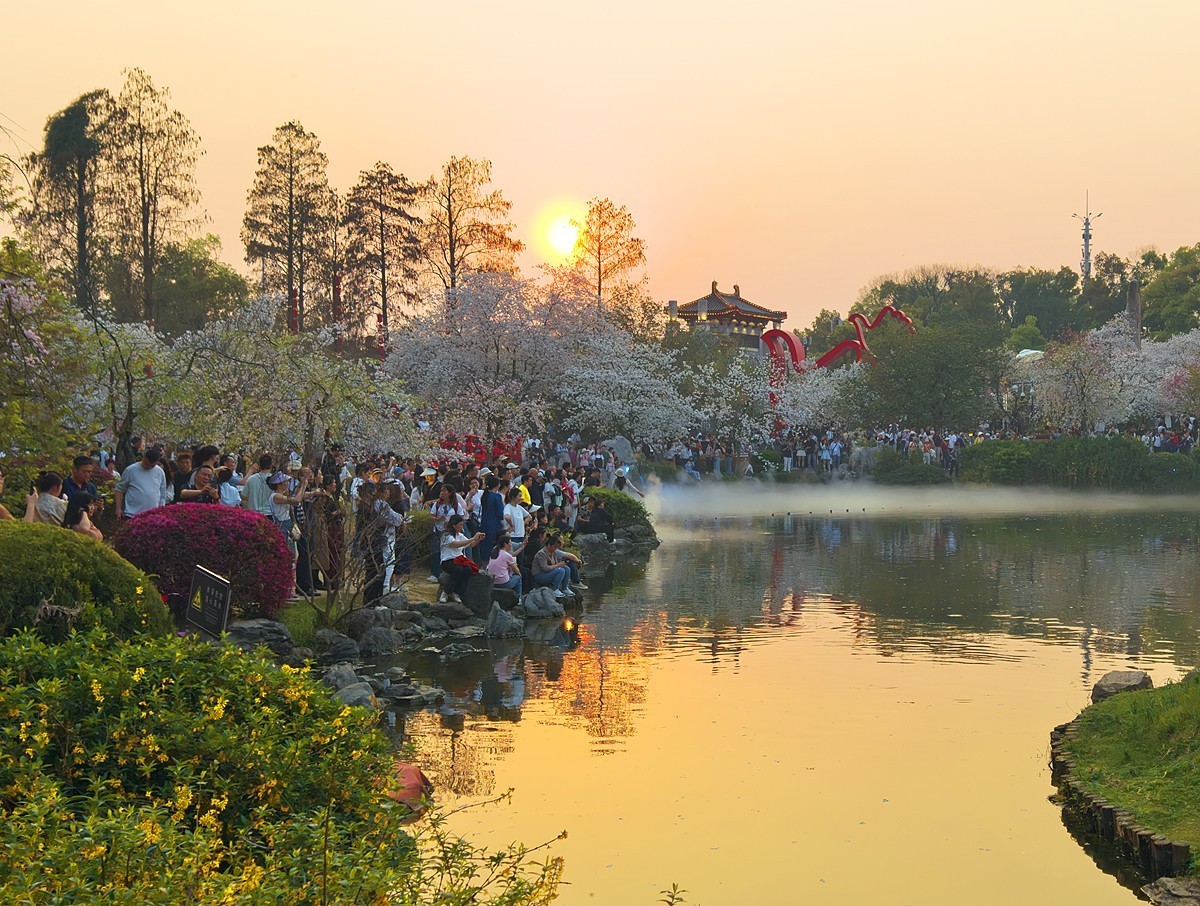 武汉东湖樱花园20