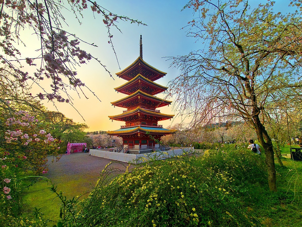 武汉东湖樱花园20