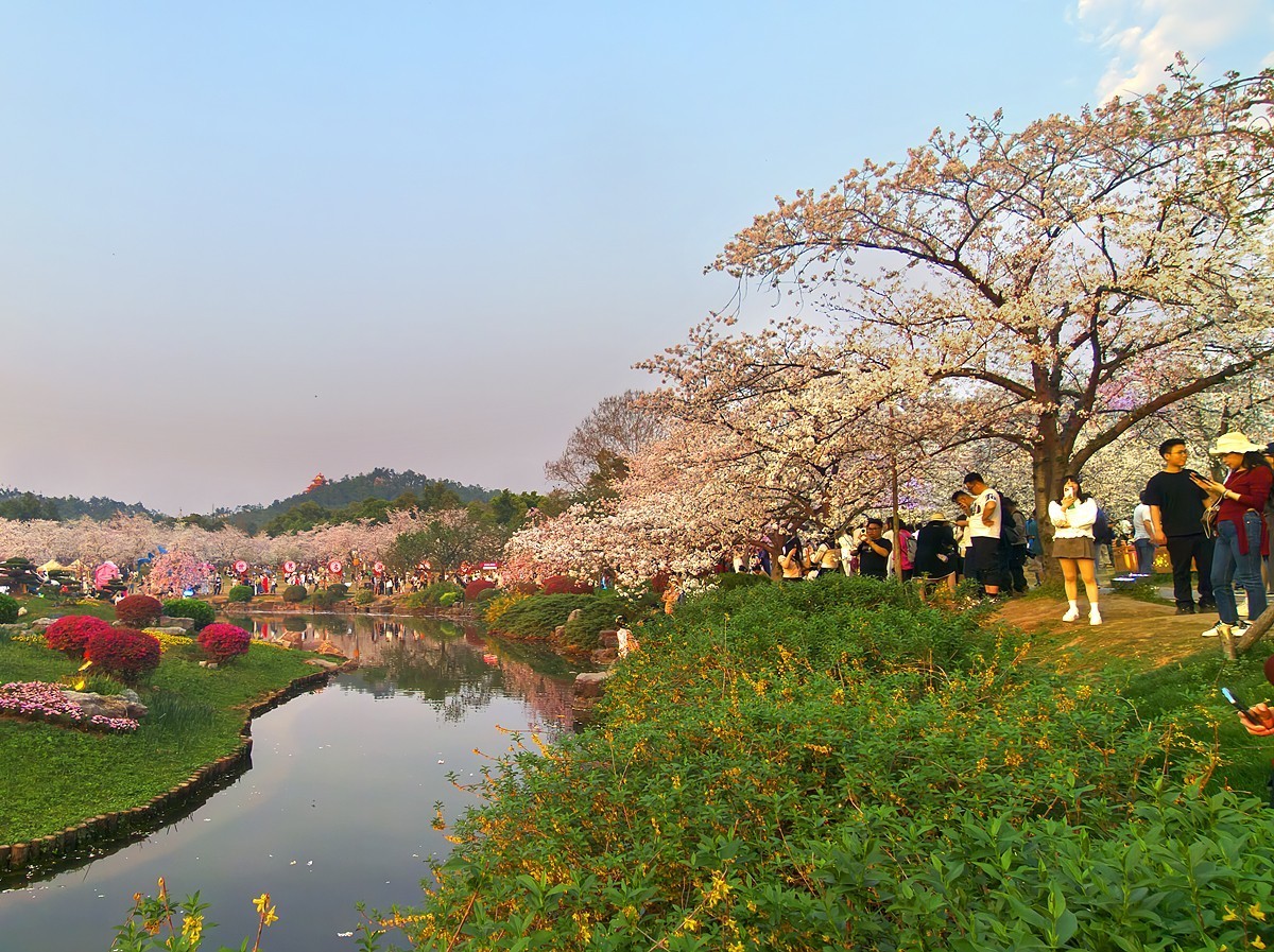武汉东湖樱花园20