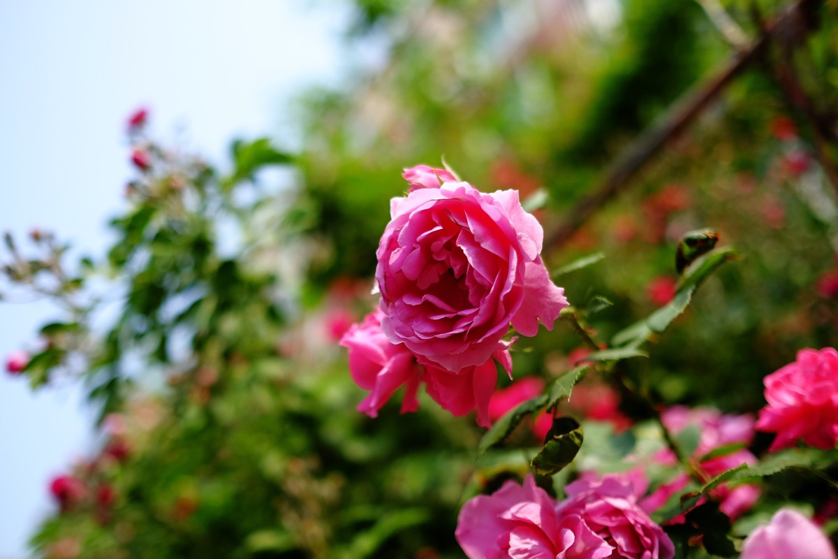 街边小区栅栏上盛开的小花