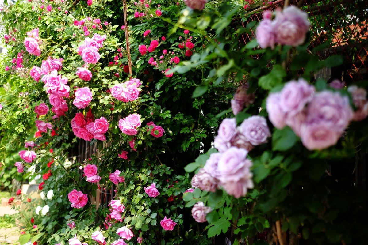 街边小区栅栏上盛开的小花