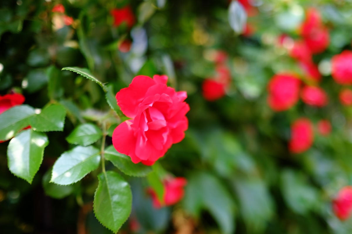 街边小区栅栏上盛开的小花