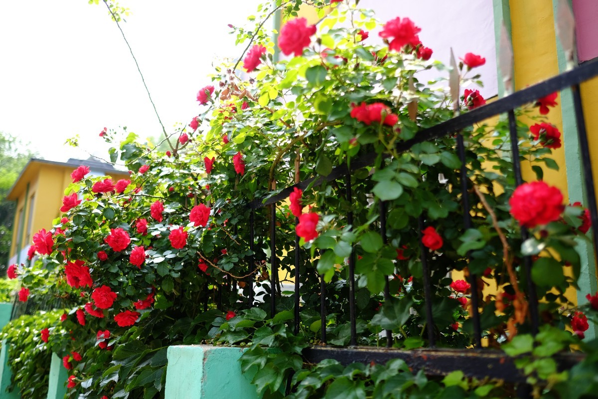 街边小区栅栏上盛开的小花