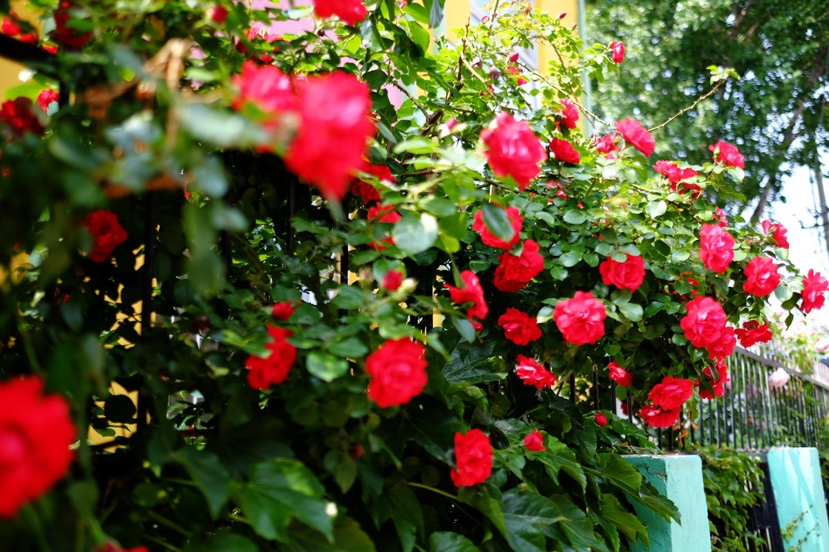 街边小区栅栏上盛开的小花