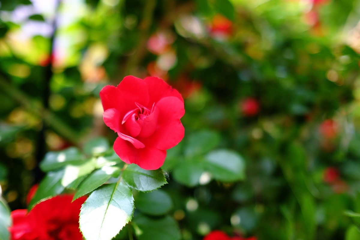 街边小区栅栏上盛开的小花