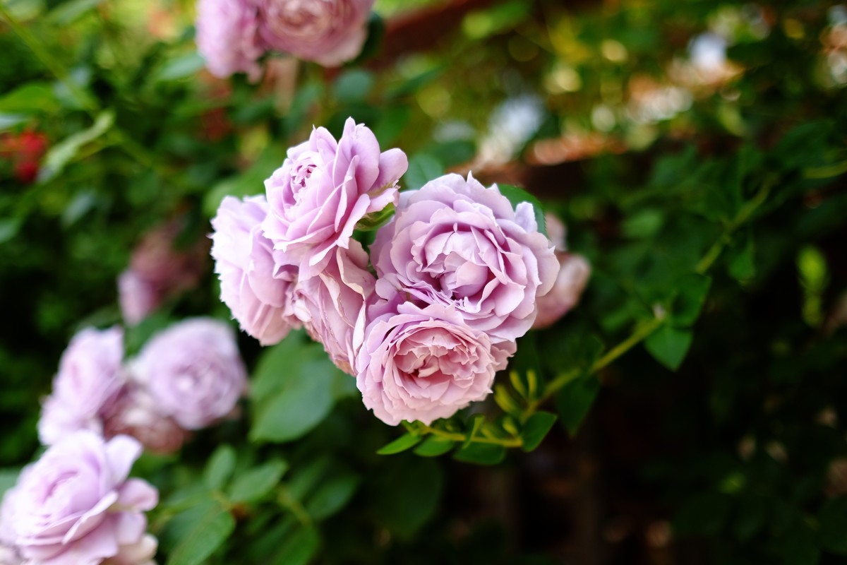 街边小区栅栏上盛开的小花