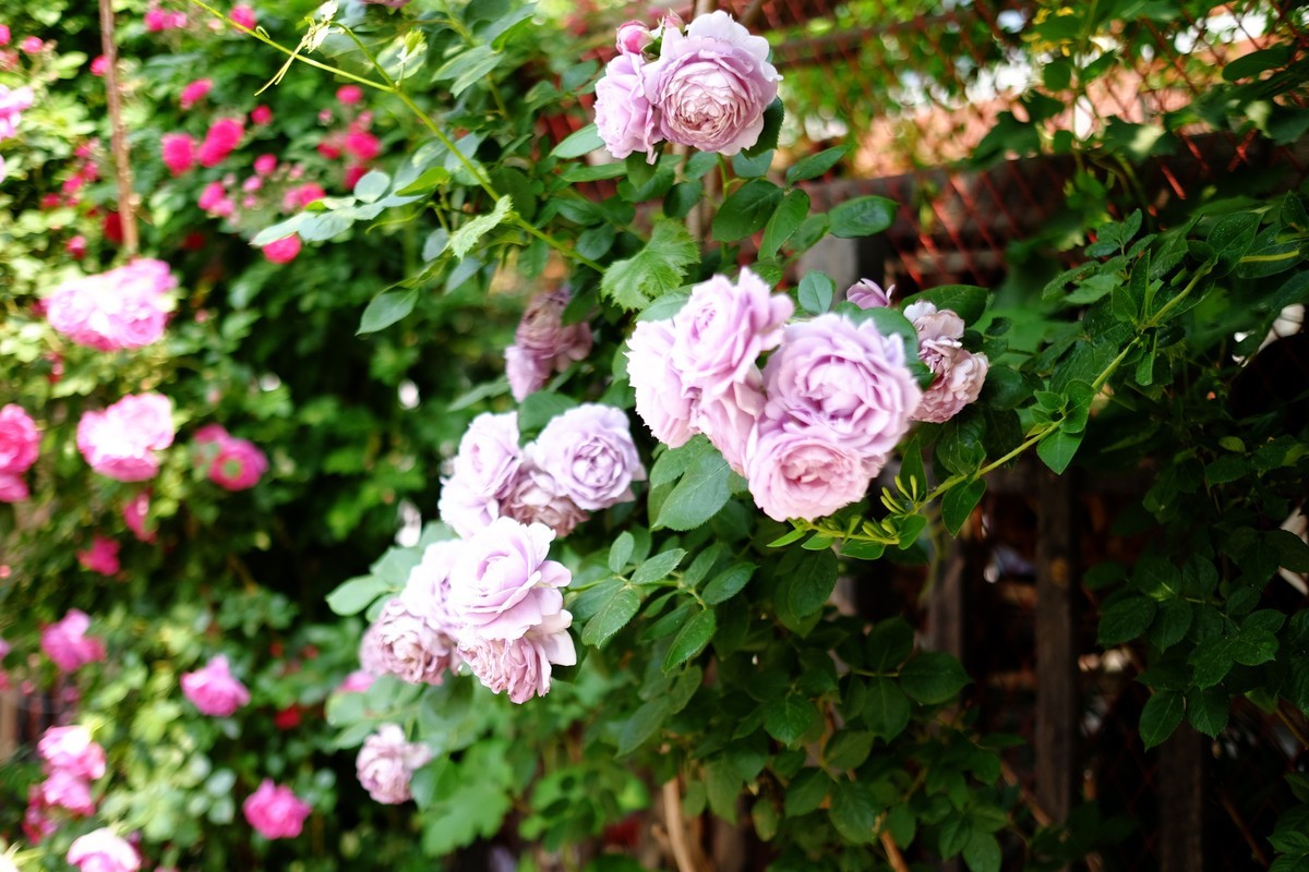 街边小区栅栏上盛开的小花