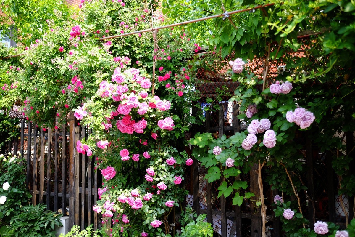 街边小区栅栏上盛开的小花