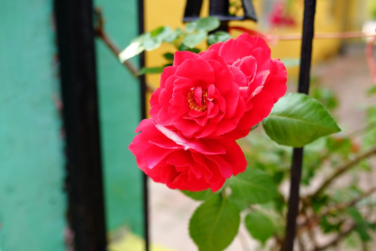 街边小区栅栏上盛开的小花