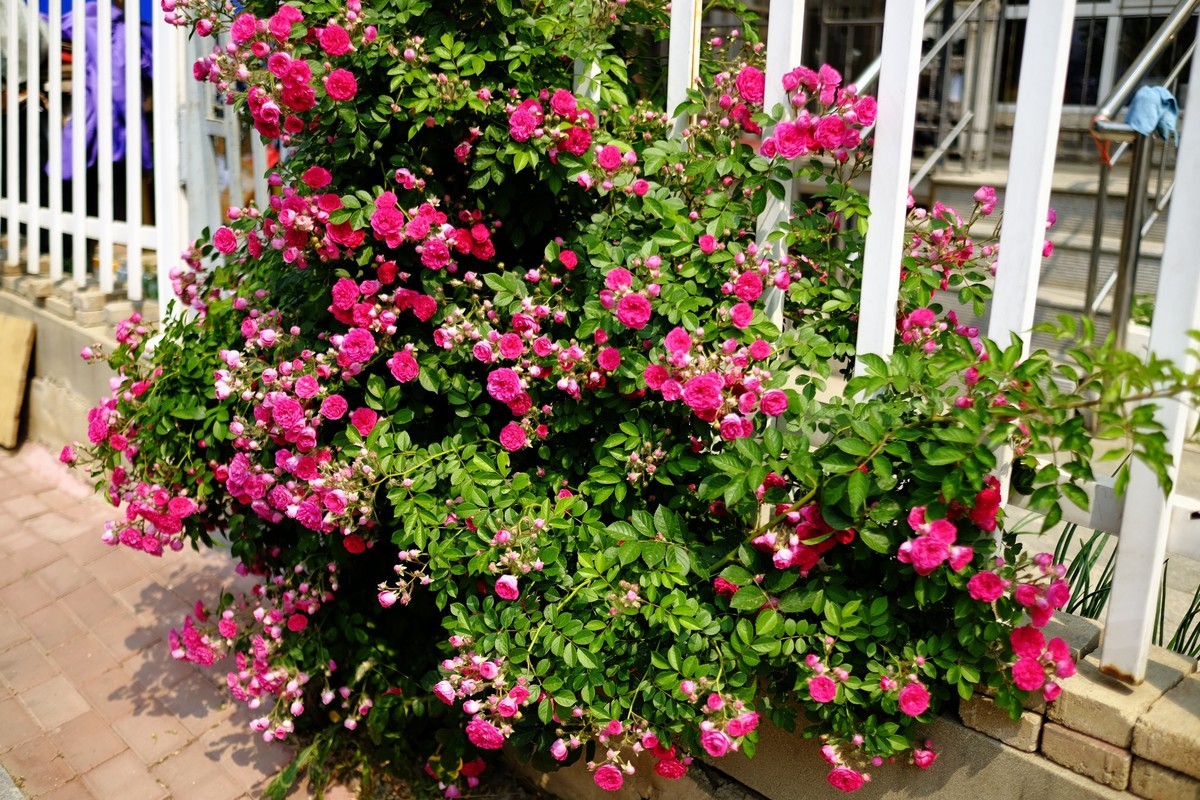 街边小区栅栏上盛开的小花