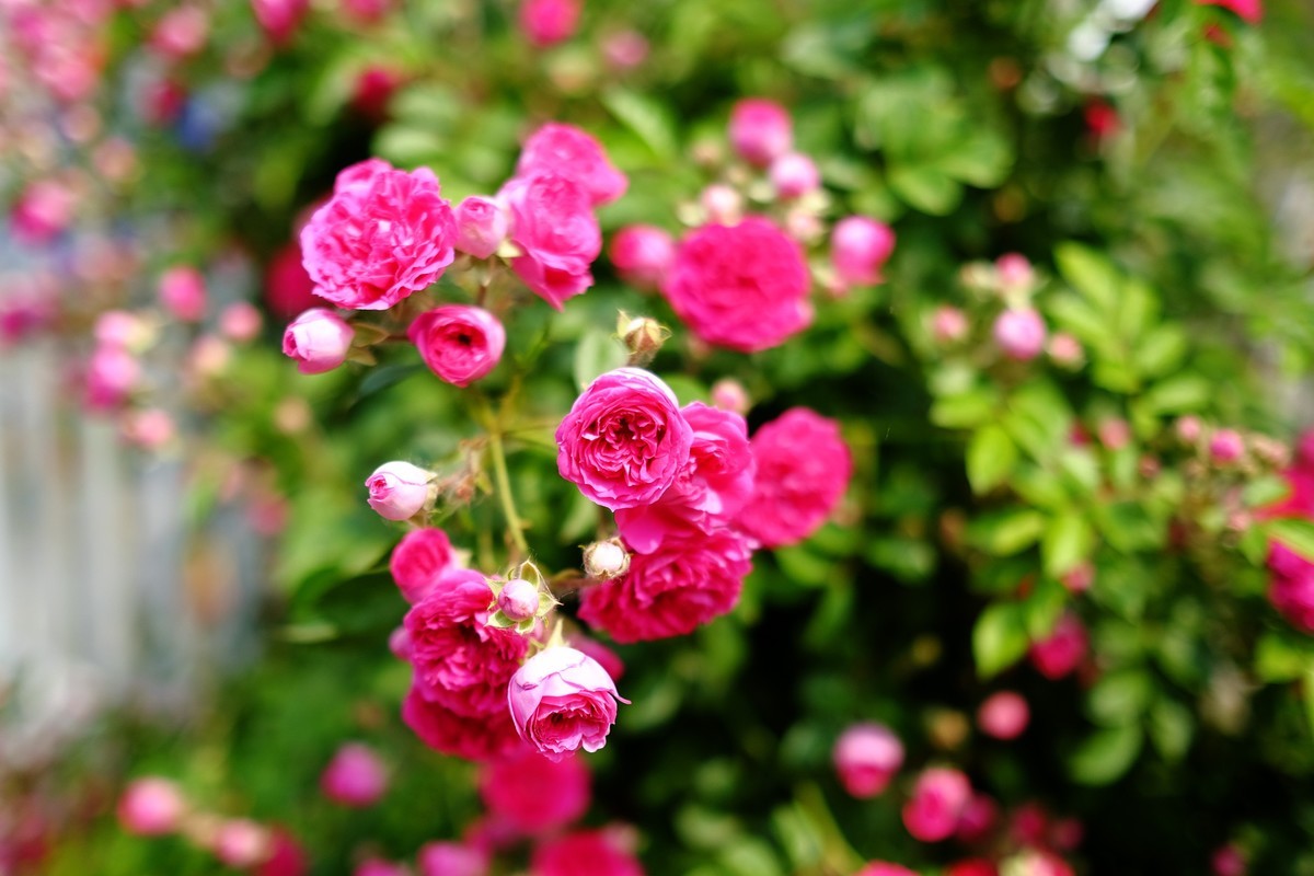 街边小区栅栏上盛开的小花