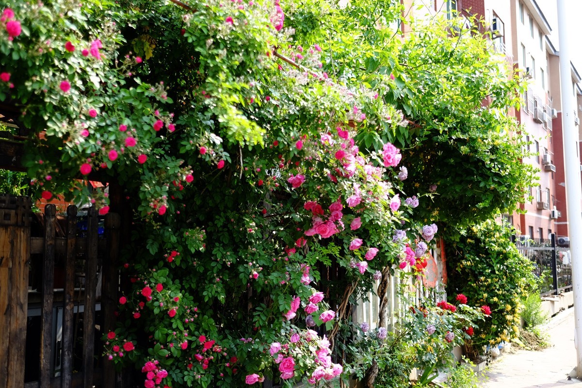 街边小区栅栏上盛开的小花