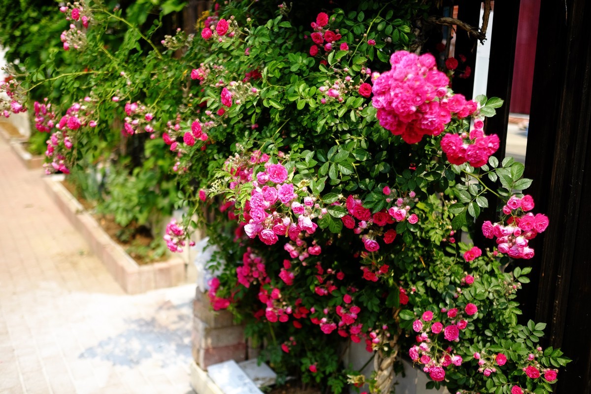 街边小区栅栏上盛开的小花