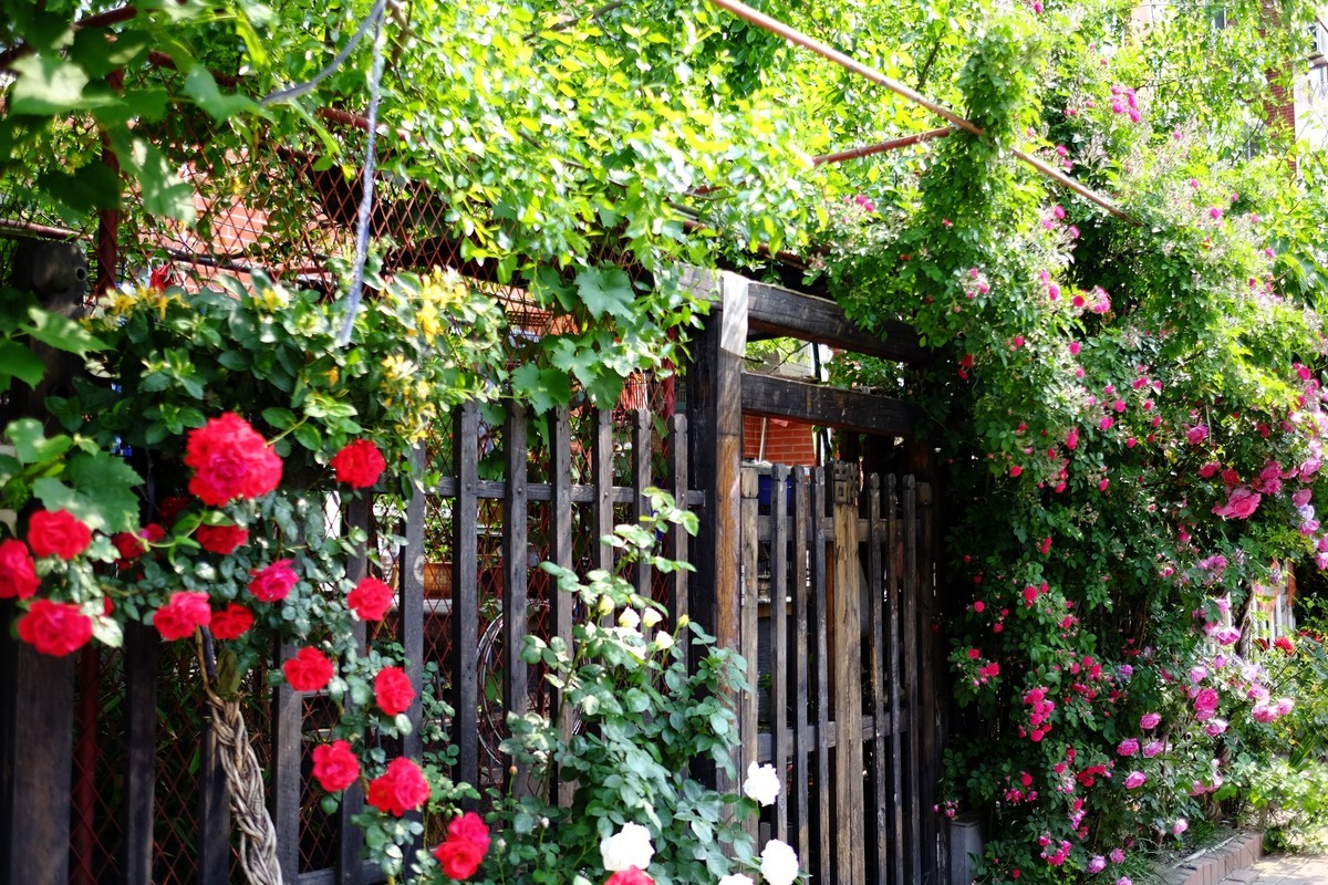 街边小区栅栏上盛开的小花