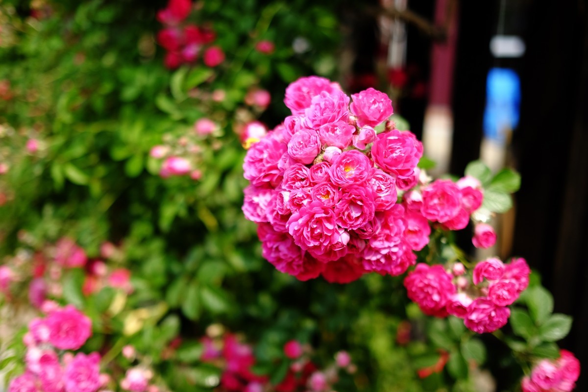 街边小区栅栏上盛开的小花