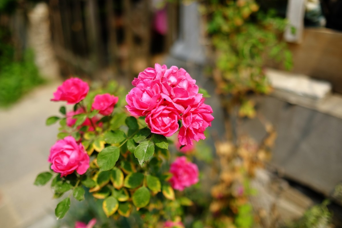 街边小区栅栏上盛开的小花