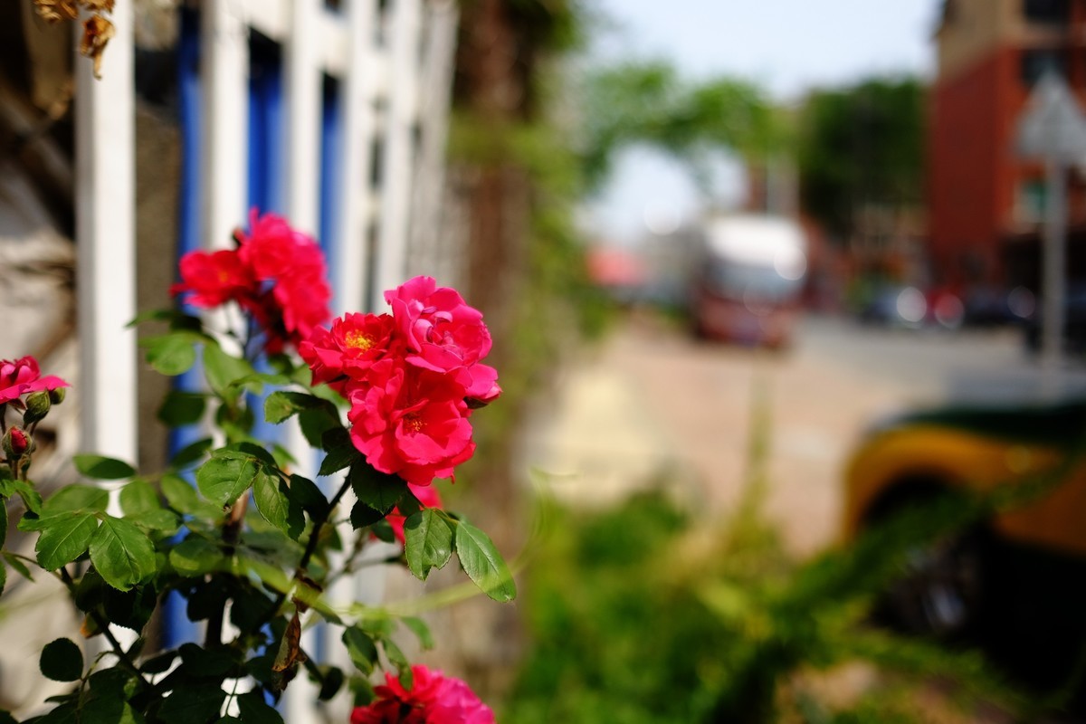 街边小区栅栏上盛开的小花