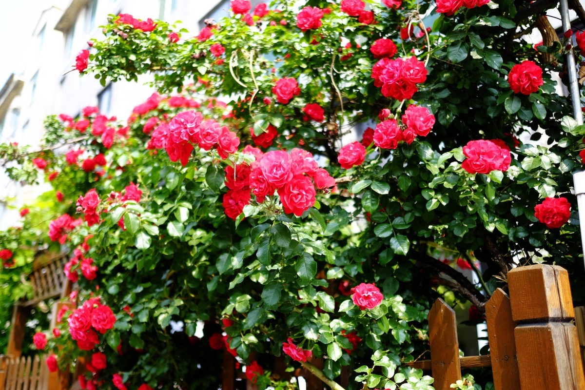 街边小区栅栏上盛开的小花