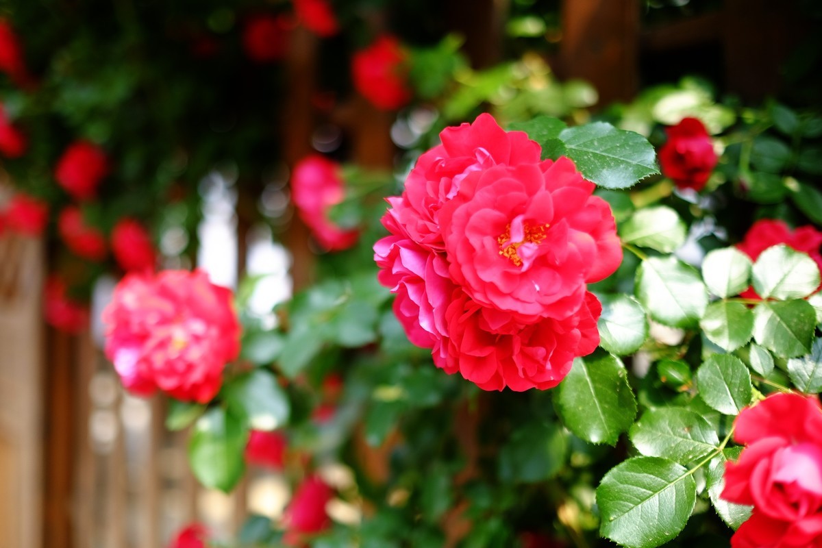 街边小区栅栏上盛开的小花