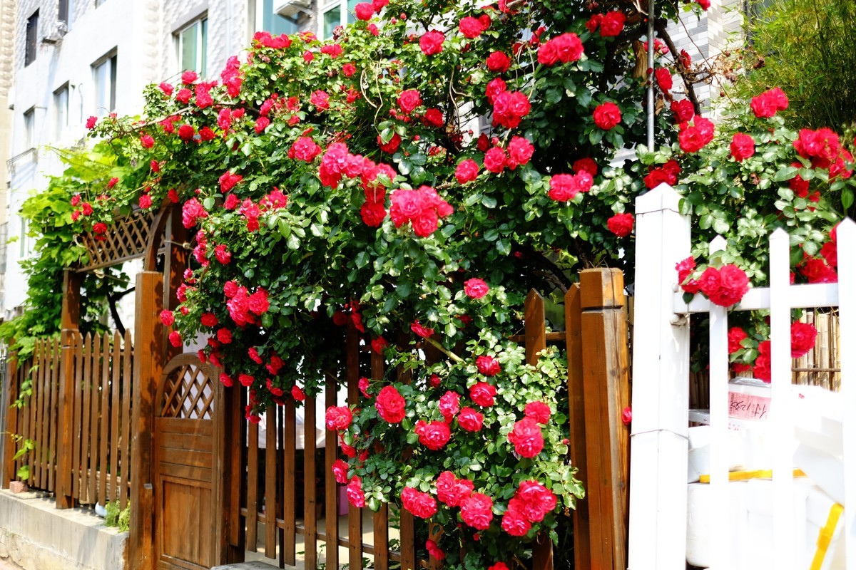 街边小区栅栏上盛开的小花