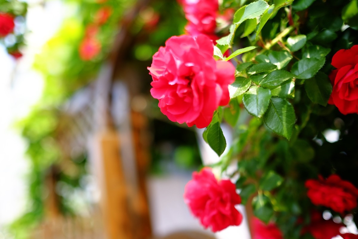 街边小区栅栏上盛开的小花