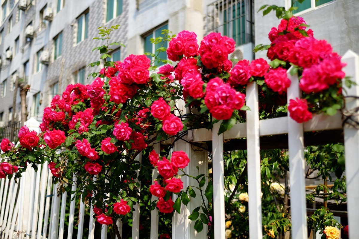 街边小区栅栏上盛开的小花