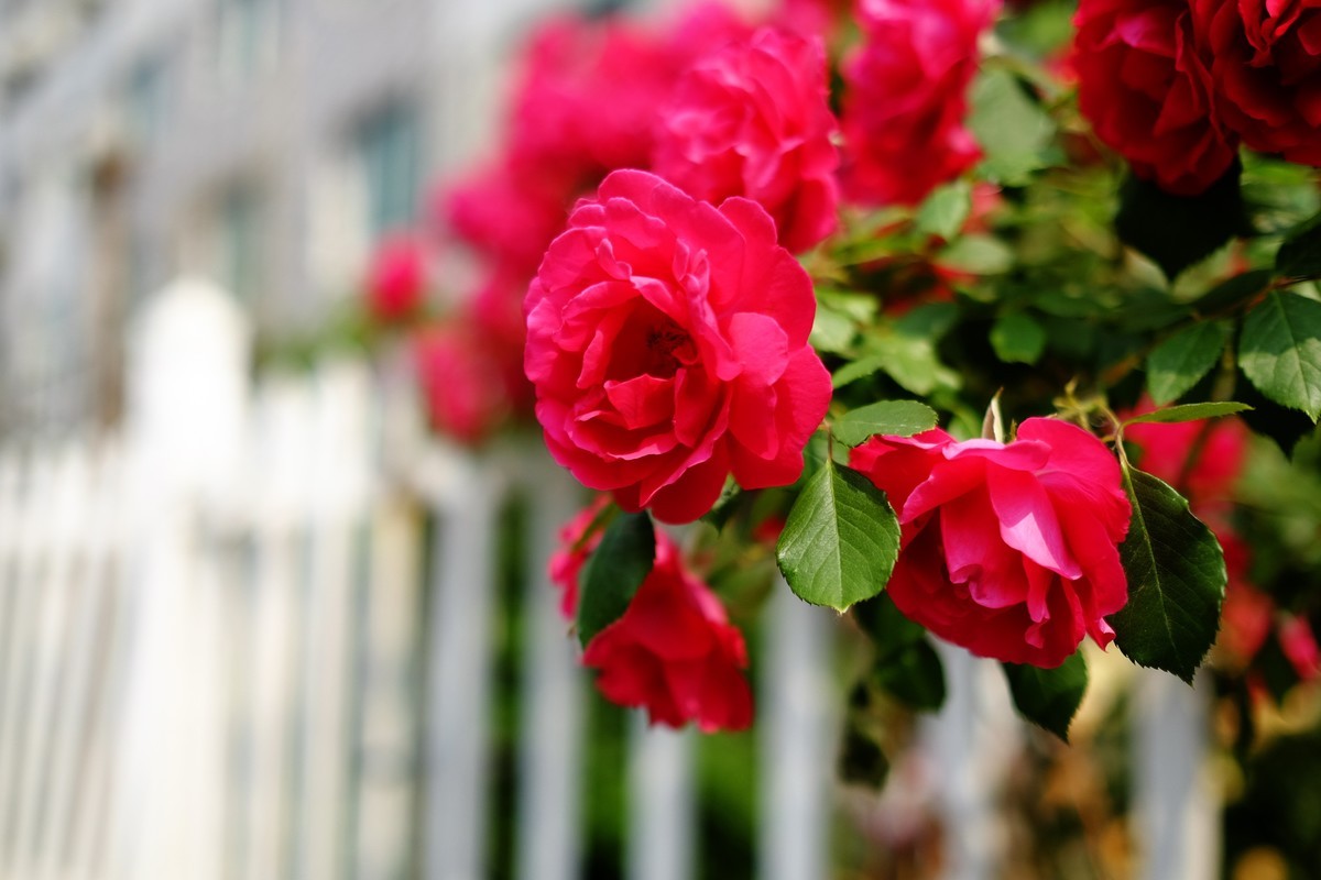 街边小区栅栏上盛开的小花