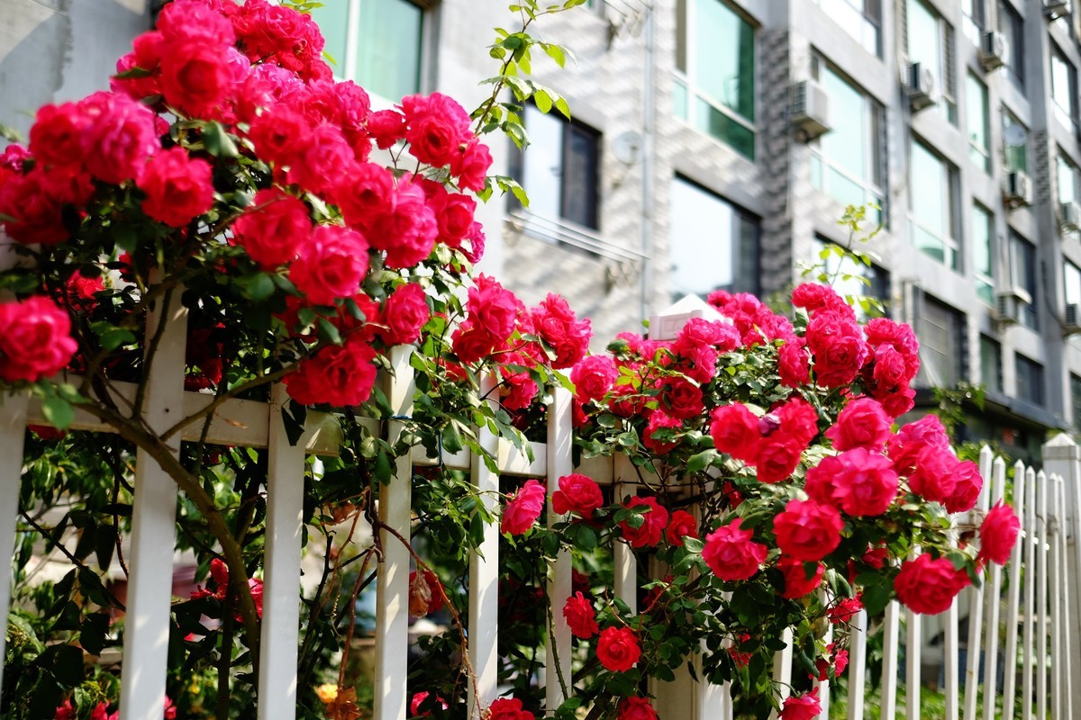 街边小区栅栏上盛开的小花