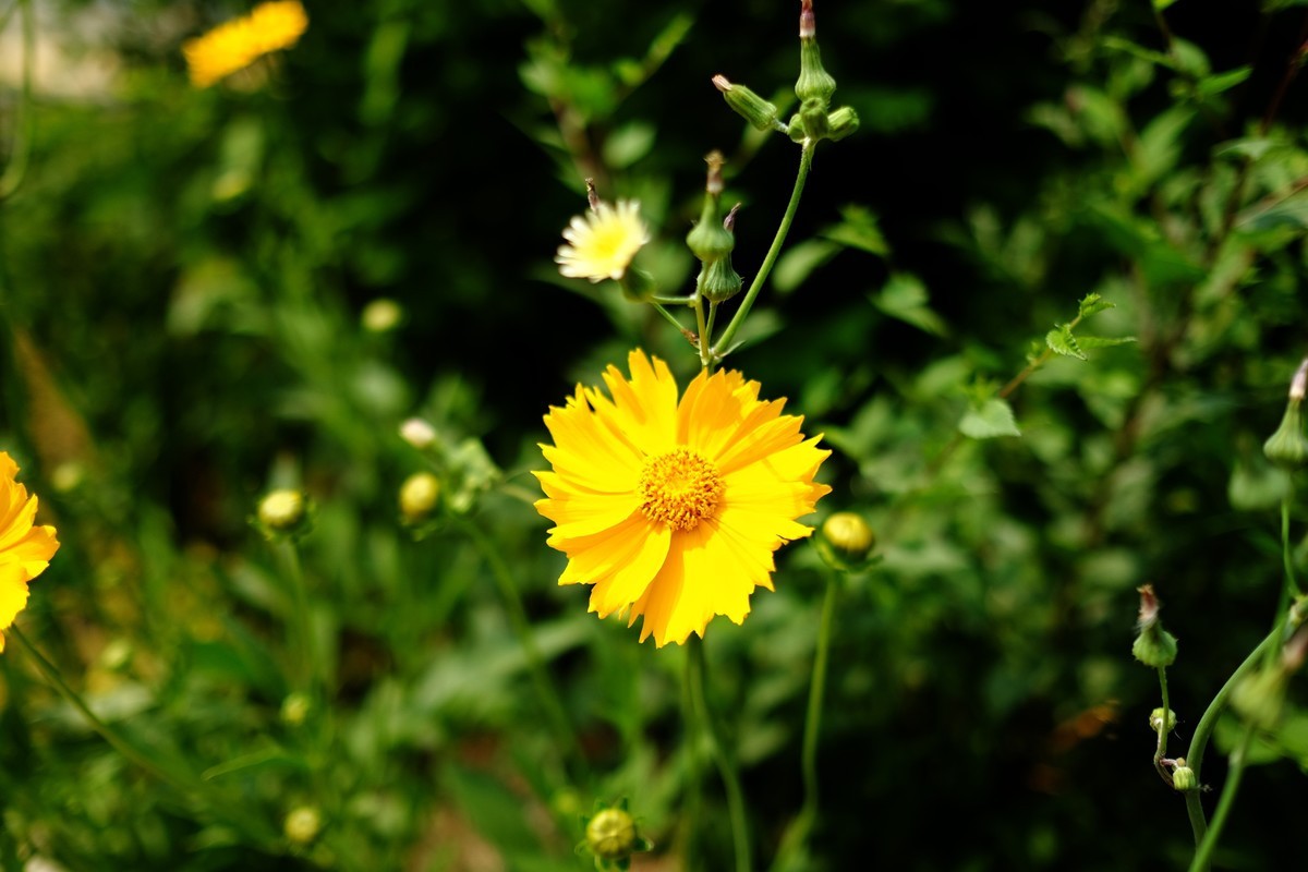街边小区栅栏上盛开的小花