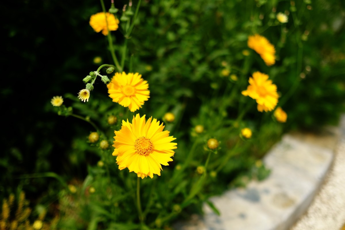 街边小区栅栏上盛开的小花