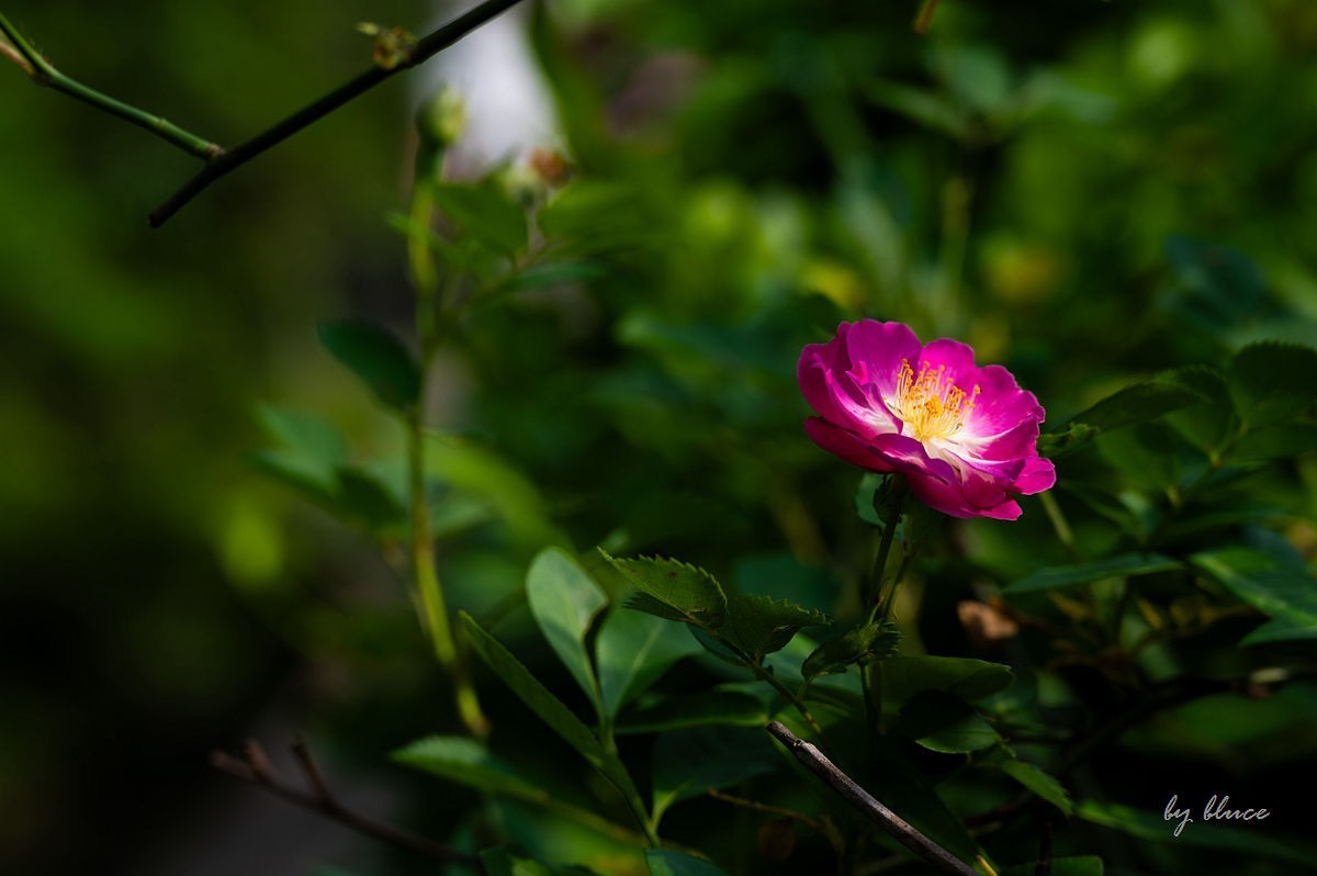 陶渊明故居——守拙园（上）