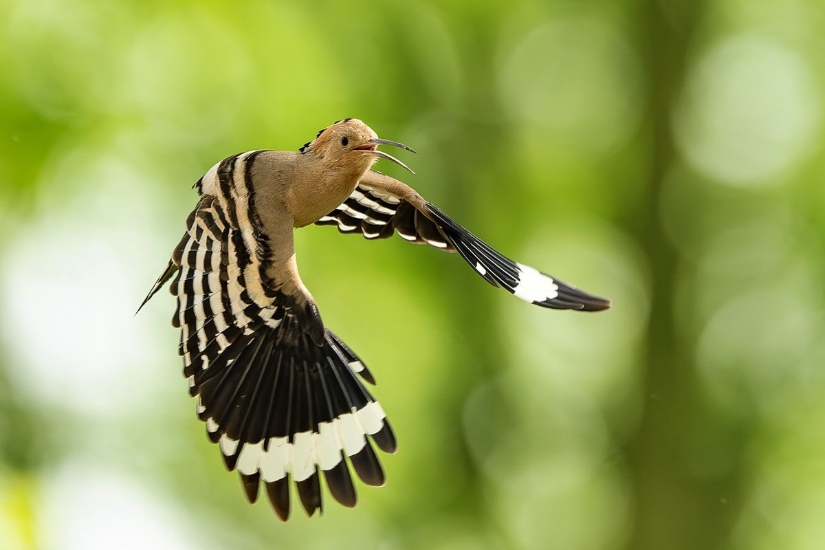戴胜翩翩舞碧空
