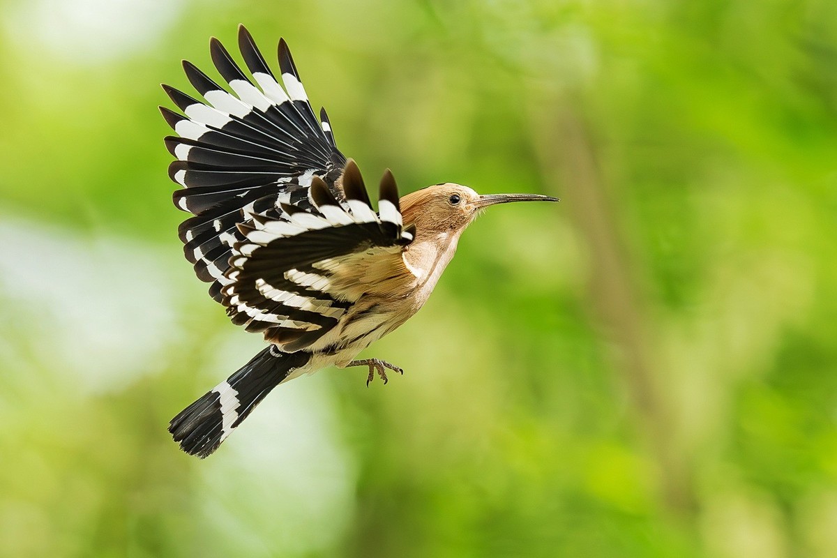 戴胜翩翩舞碧空