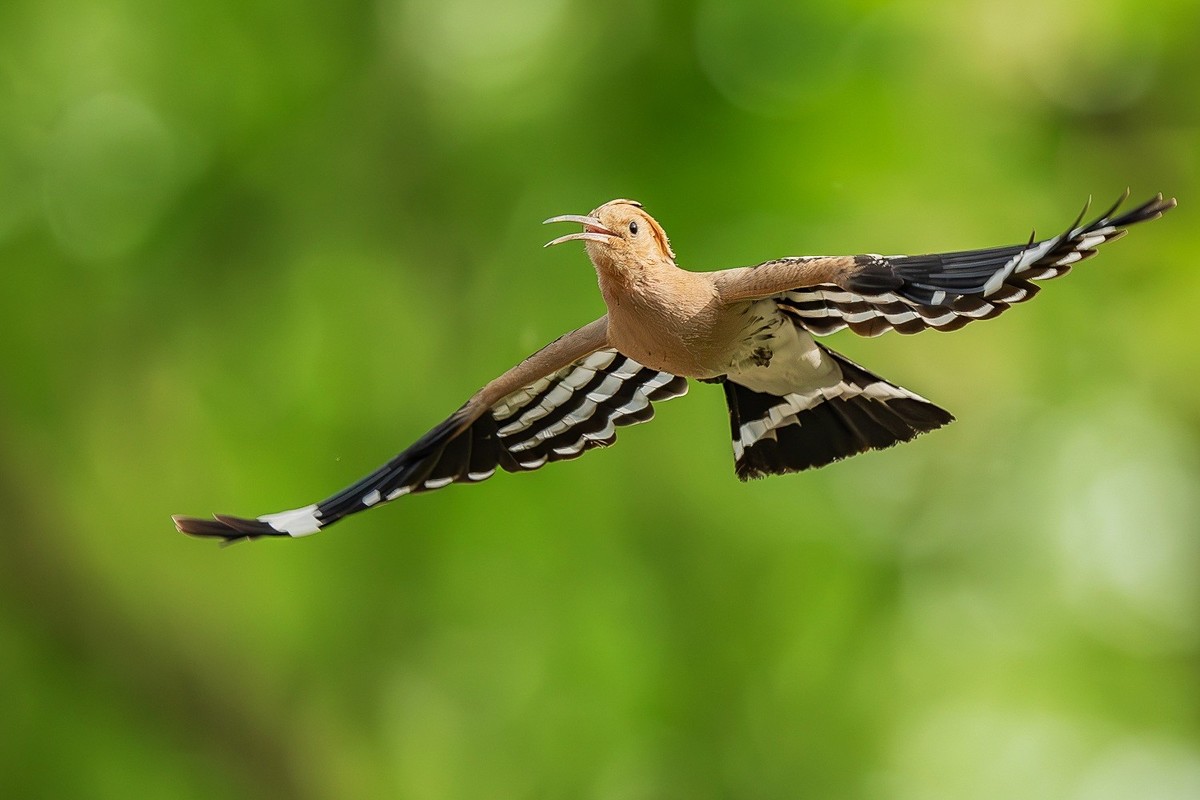 戴胜翩翩舞碧空