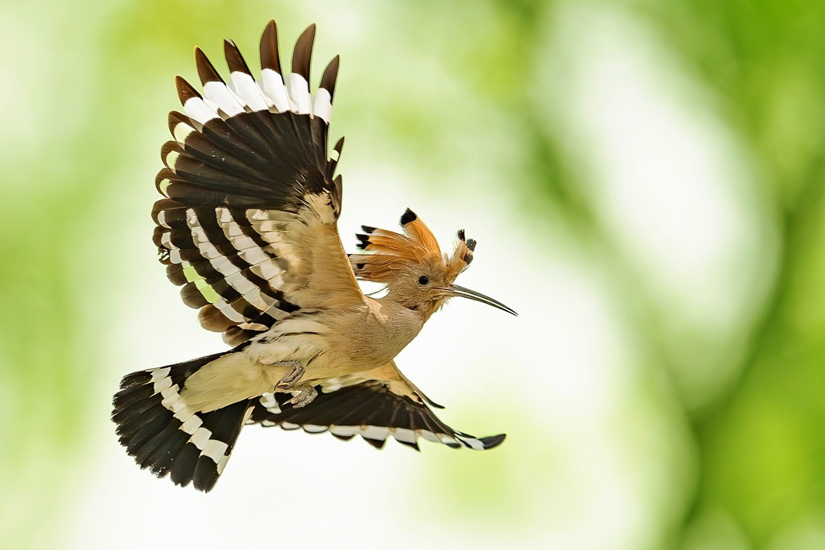 戴胜翩翩舞碧空