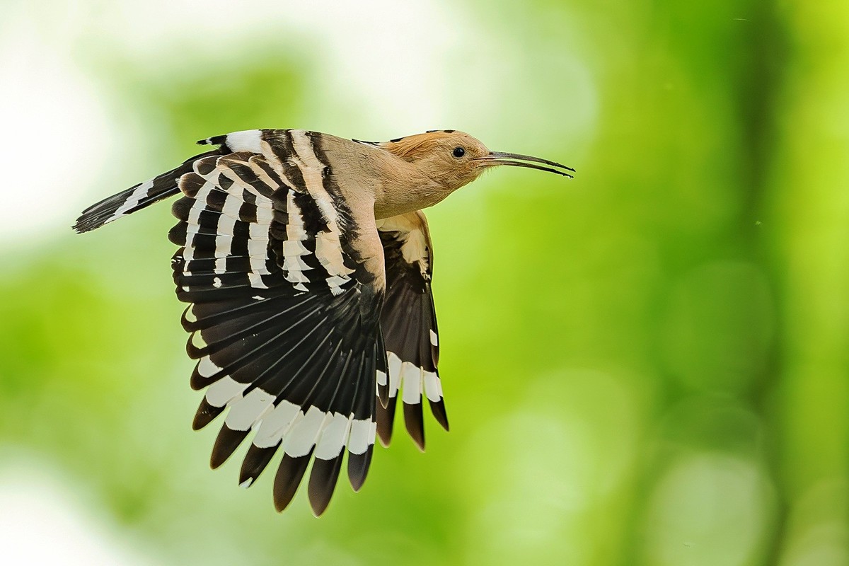 戴胜翩翩舞碧空